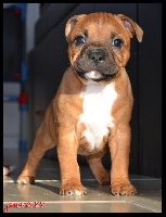 Jamerock's - Staffordshire Bull Terrier - Portée née le 20/11/2015