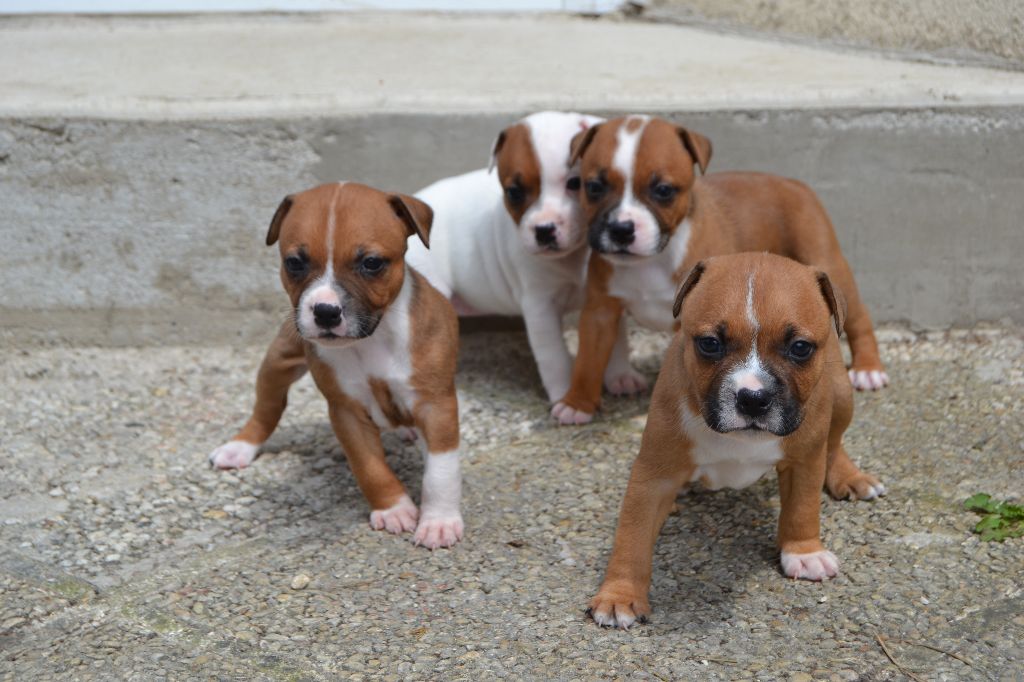 Jamerock's - Staffordshire Bull Terrier - Portée née le 04/05/2018